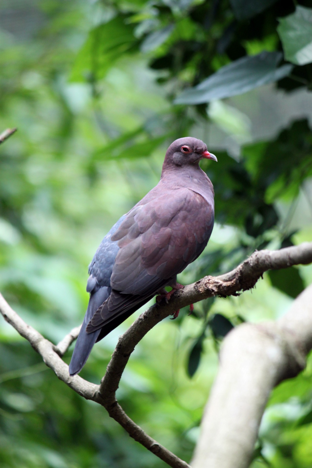 pigeon tree pigeon on the tree free photo