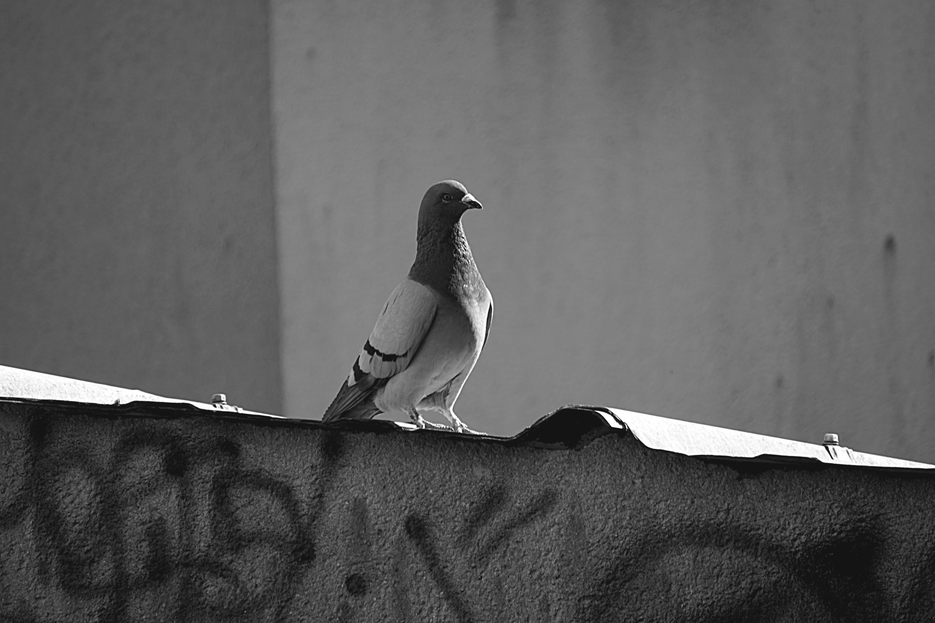 bird pigeon animal free photo