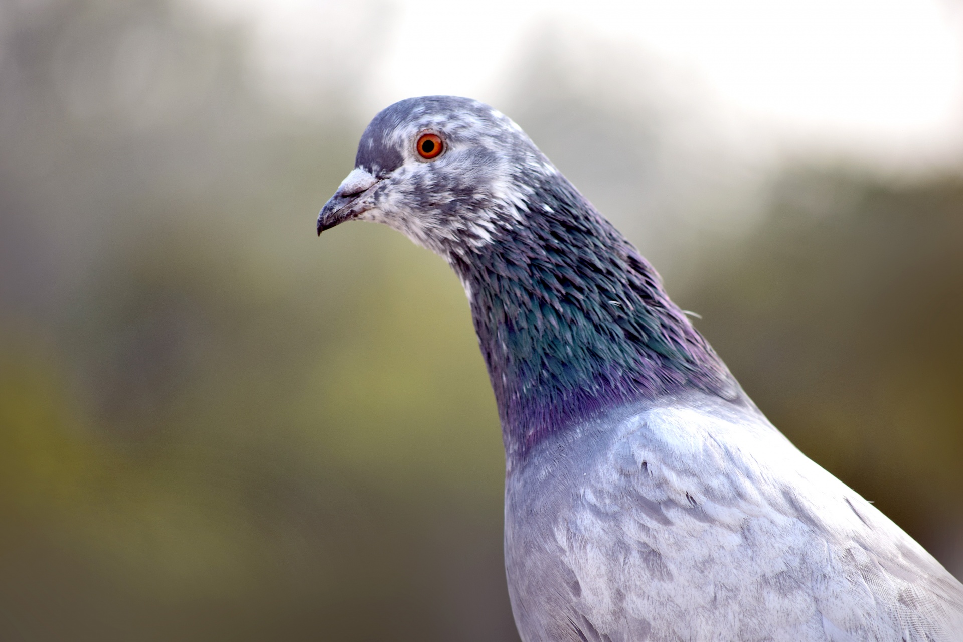 pigeon bird animal free photo