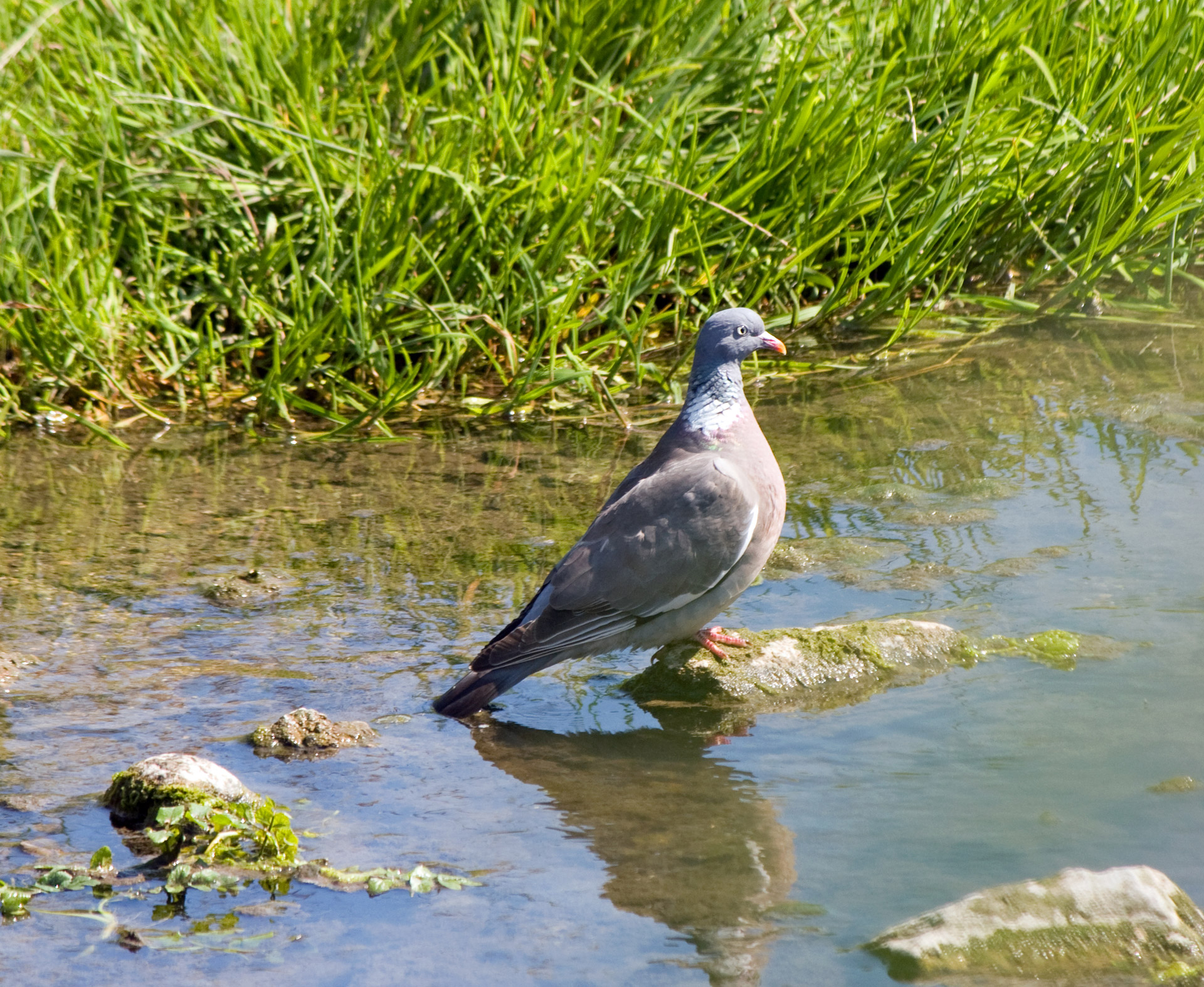 pigeon bird animal free photo