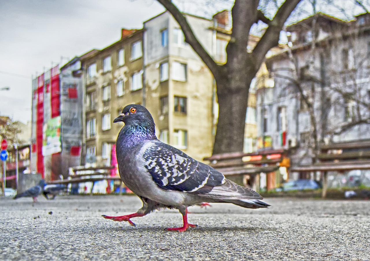 pigeon strut  park  park benches free photo