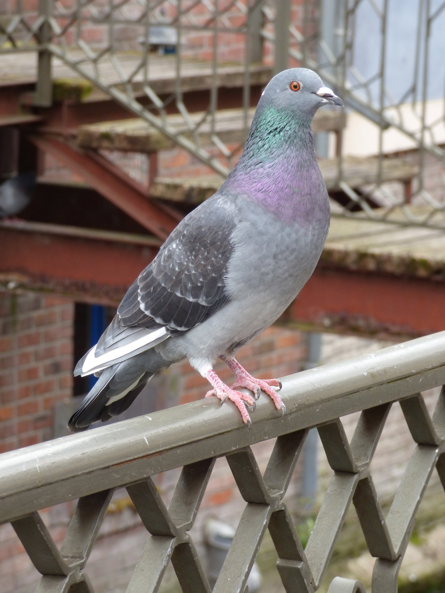 pigeon bird head free photo