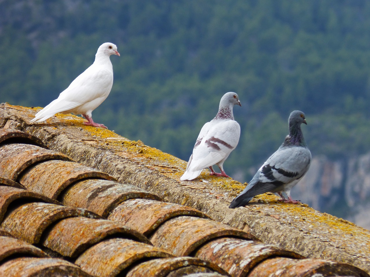 pigeons white dove roof free photo