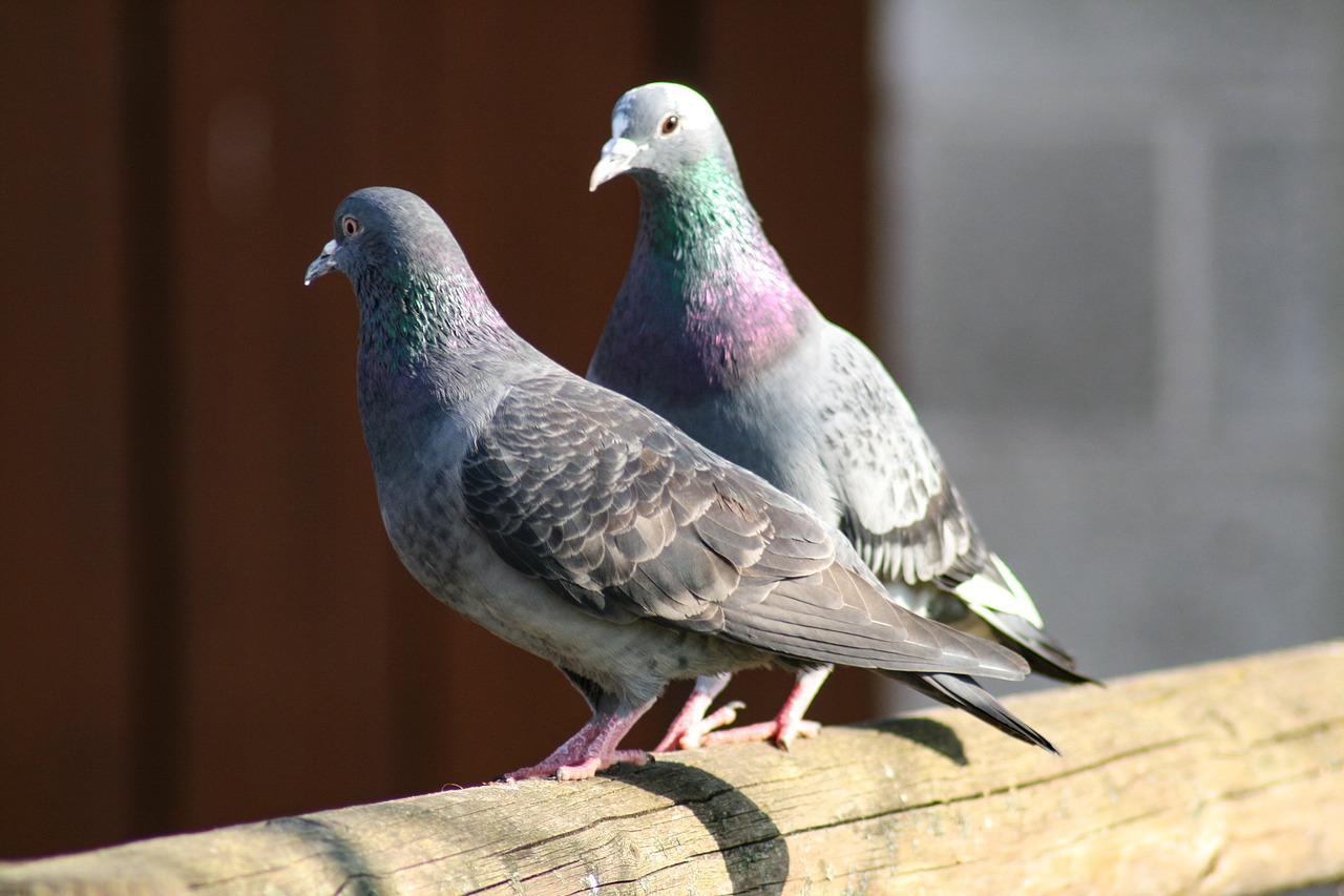 pigeons birds animal free photo