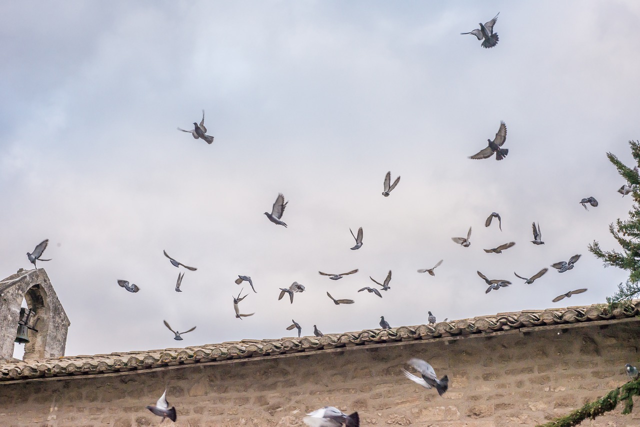 pigeons fly church free photo