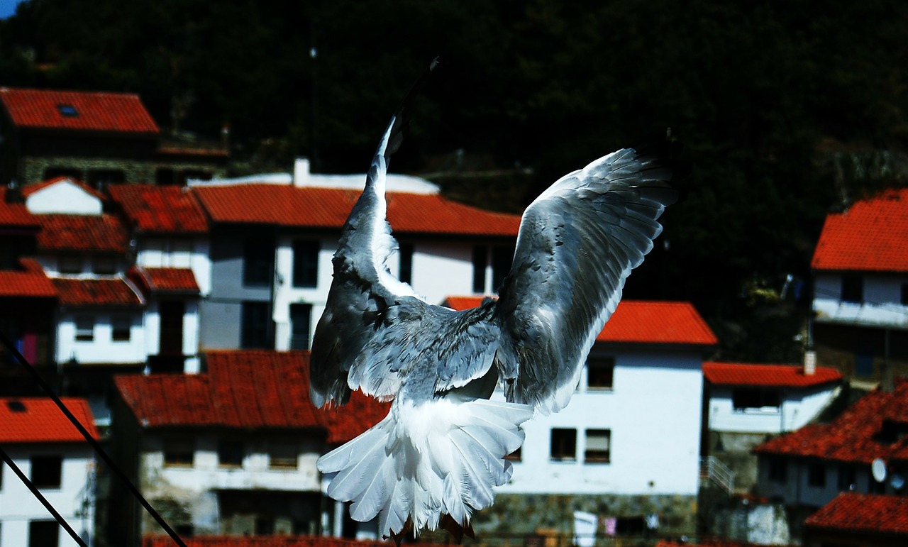 pigeons asturias wings free photo