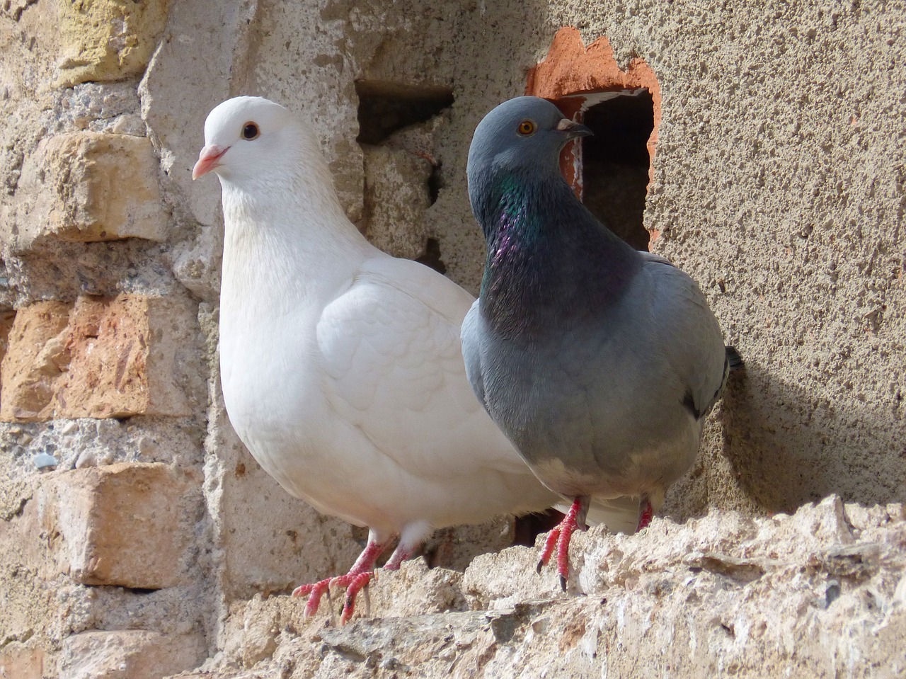 pigeons couple white dove free photo