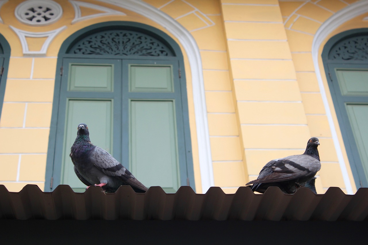 pigeons facade window free photo