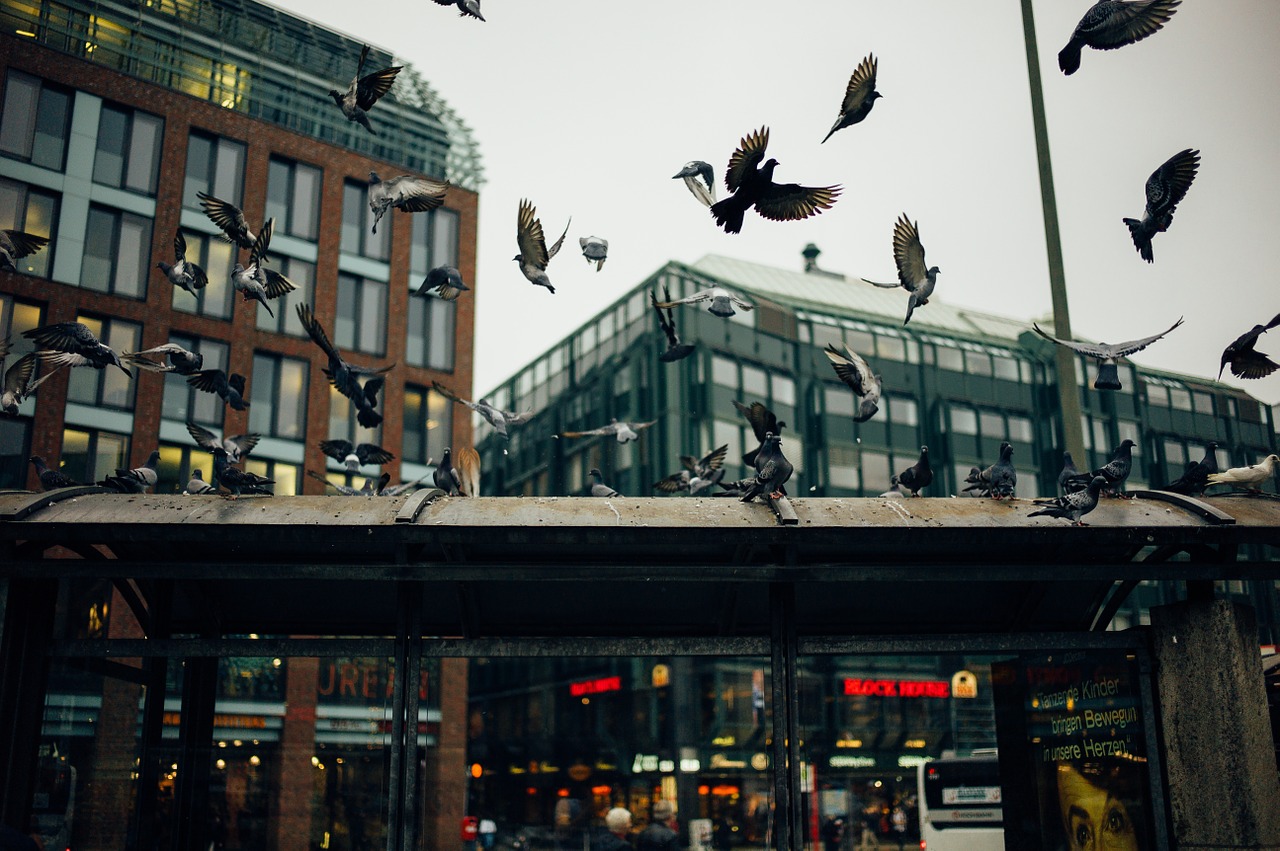 pigeons doves city free photo