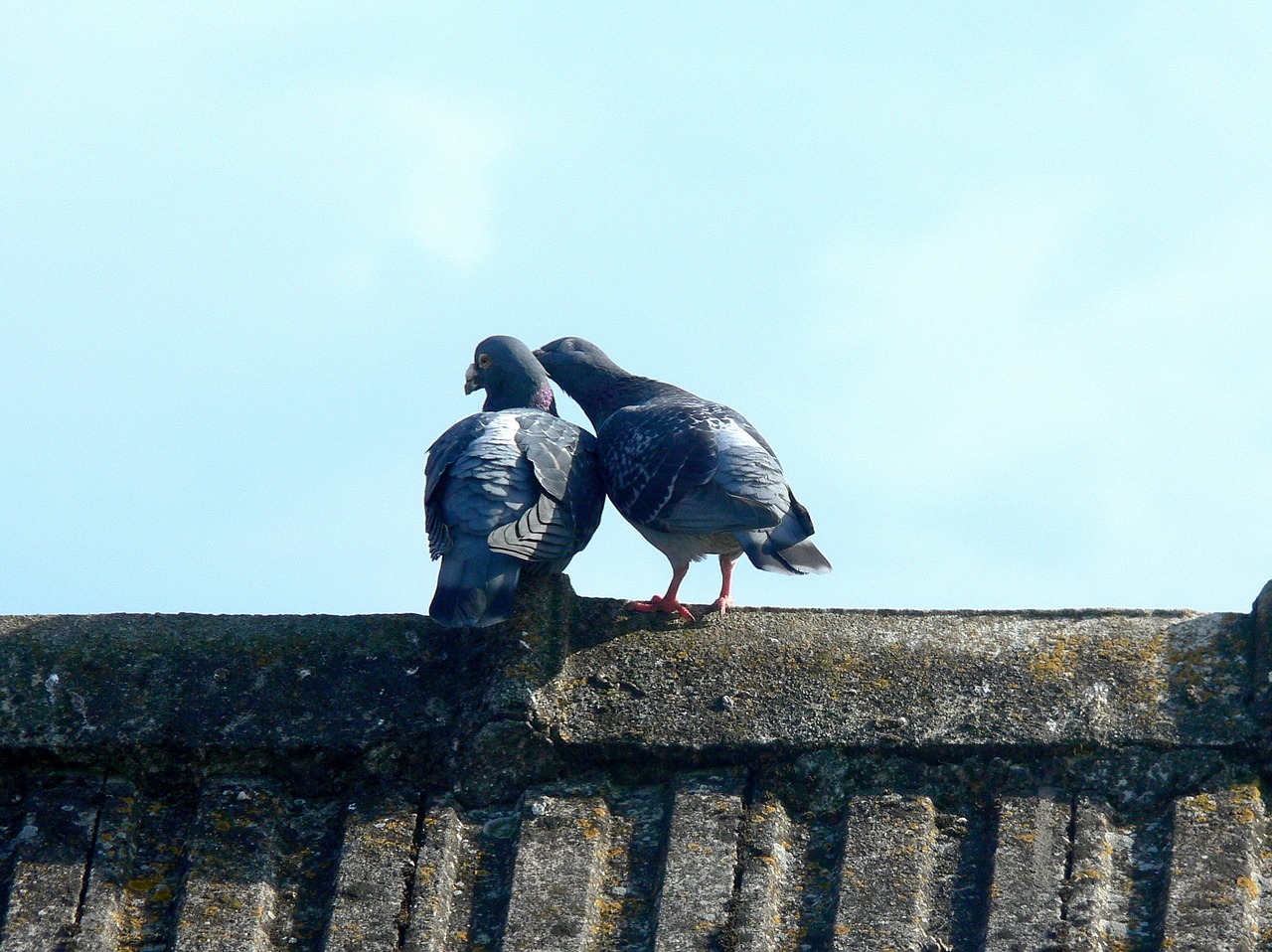 pigeons doves sky free photo