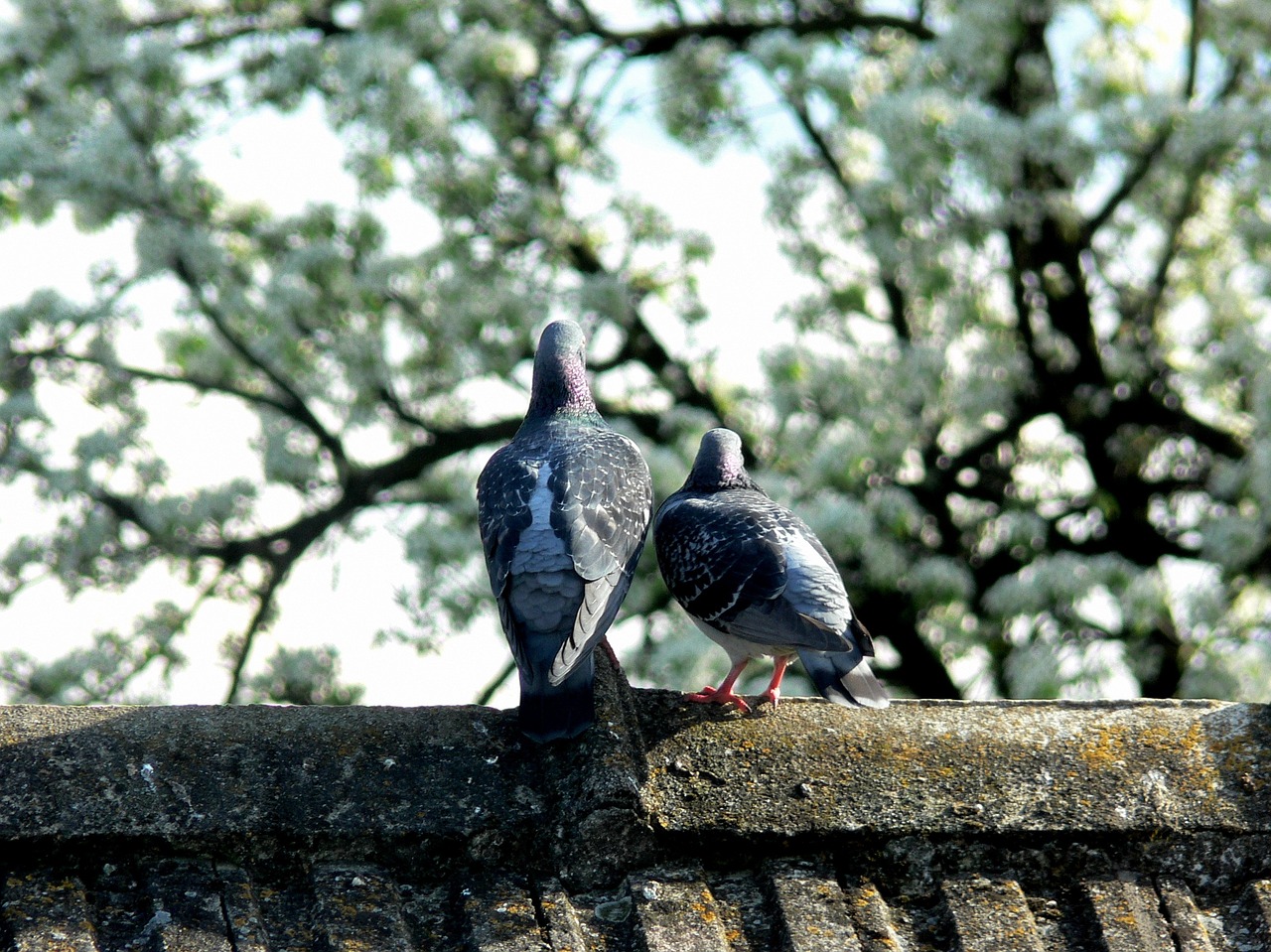 pigeons doves old married free photo