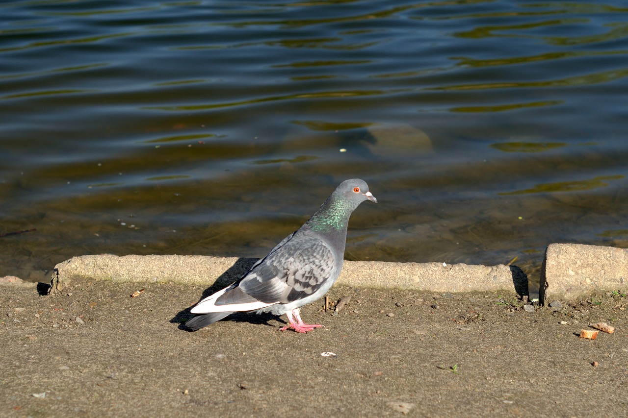 pigeons dove bird free photo