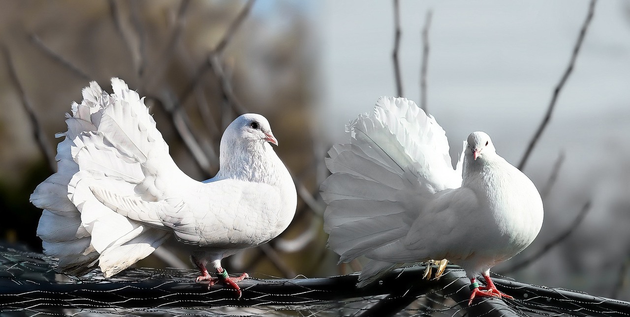 pigeons pair white free photo