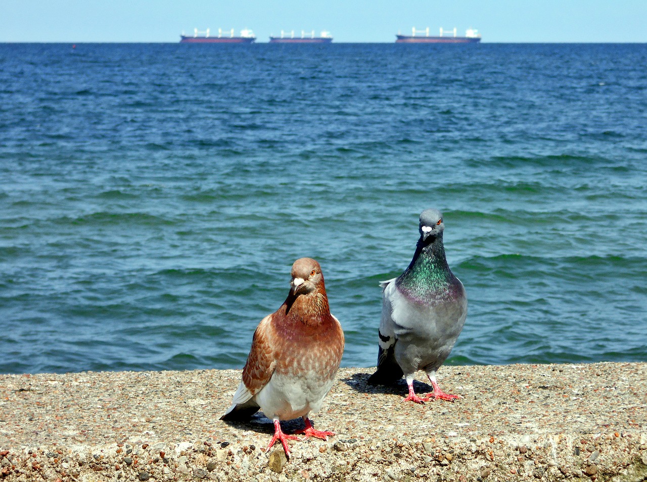 pigeons sea the baltic sea free photo