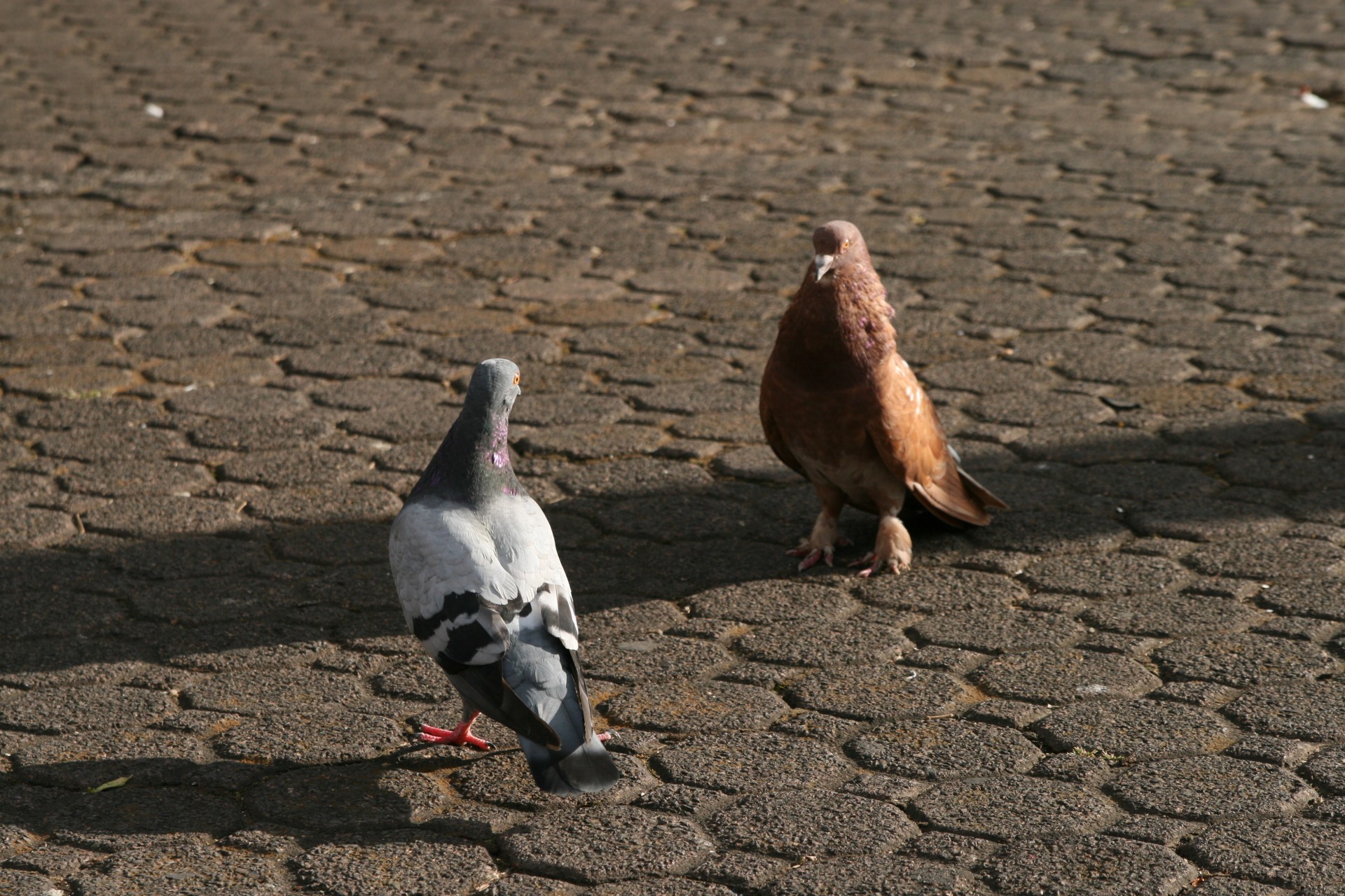 pigeons birds pigeons free photo