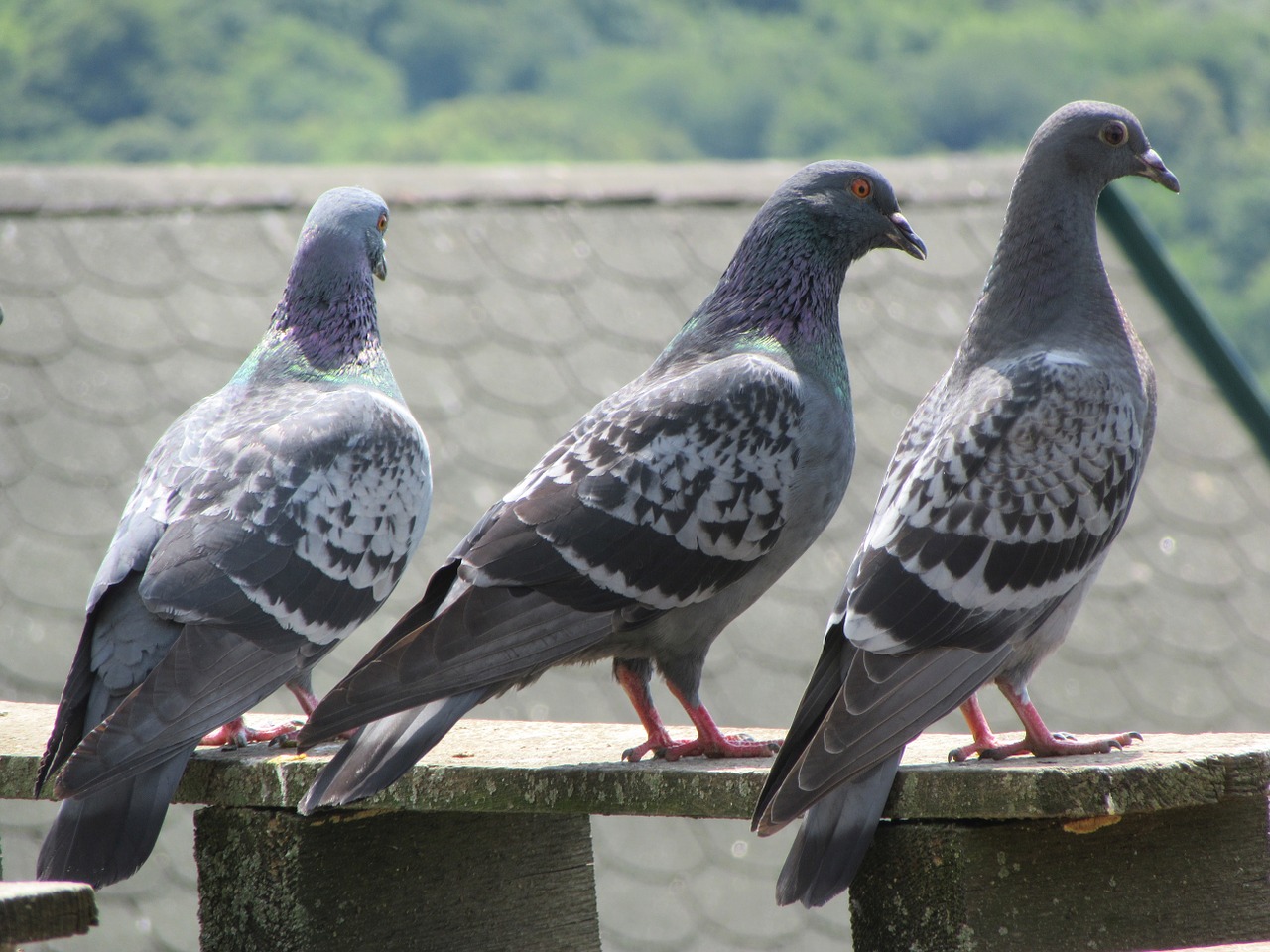 pigeons roof bird free photo