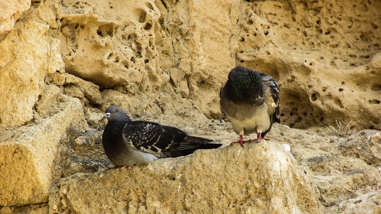 pigeons birds resting free photo