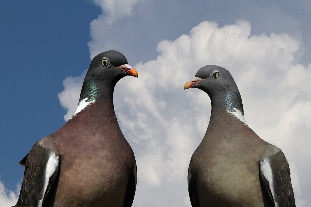 pigeons pigeon pair ringdove free photo