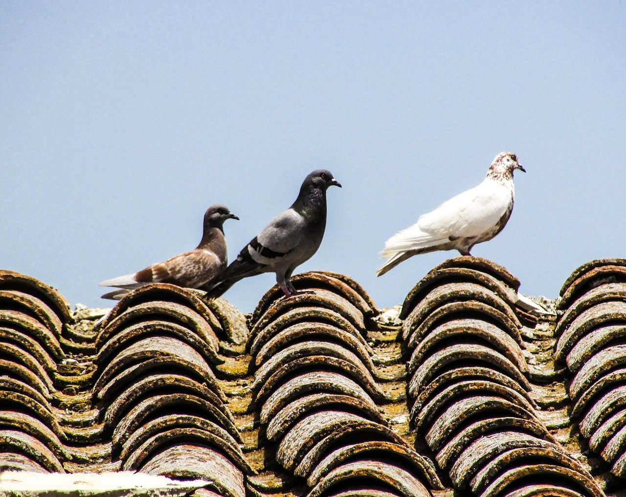pigeons roof old house free photo