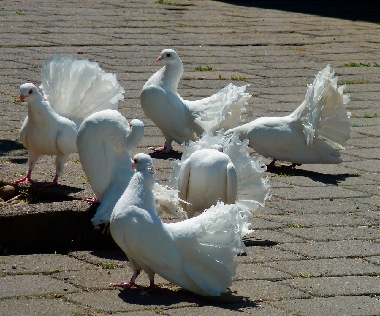 pigeons white doves white free photo
