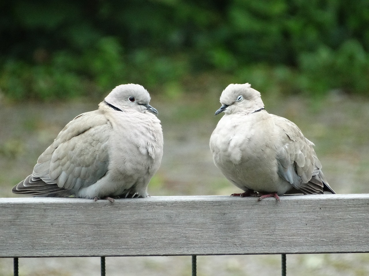 pigeons wood pigeon couple free photo