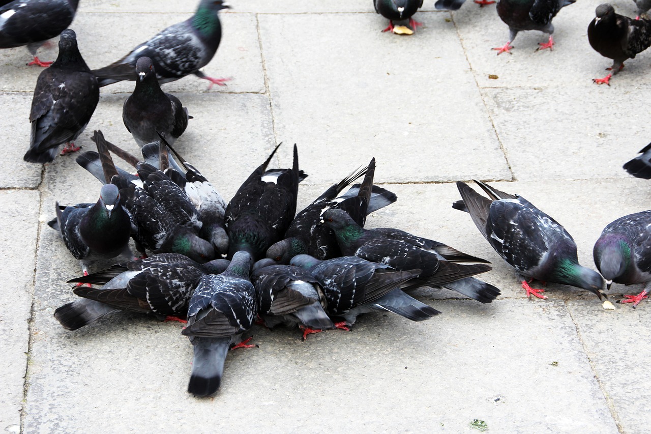 pigeons birds close free photo