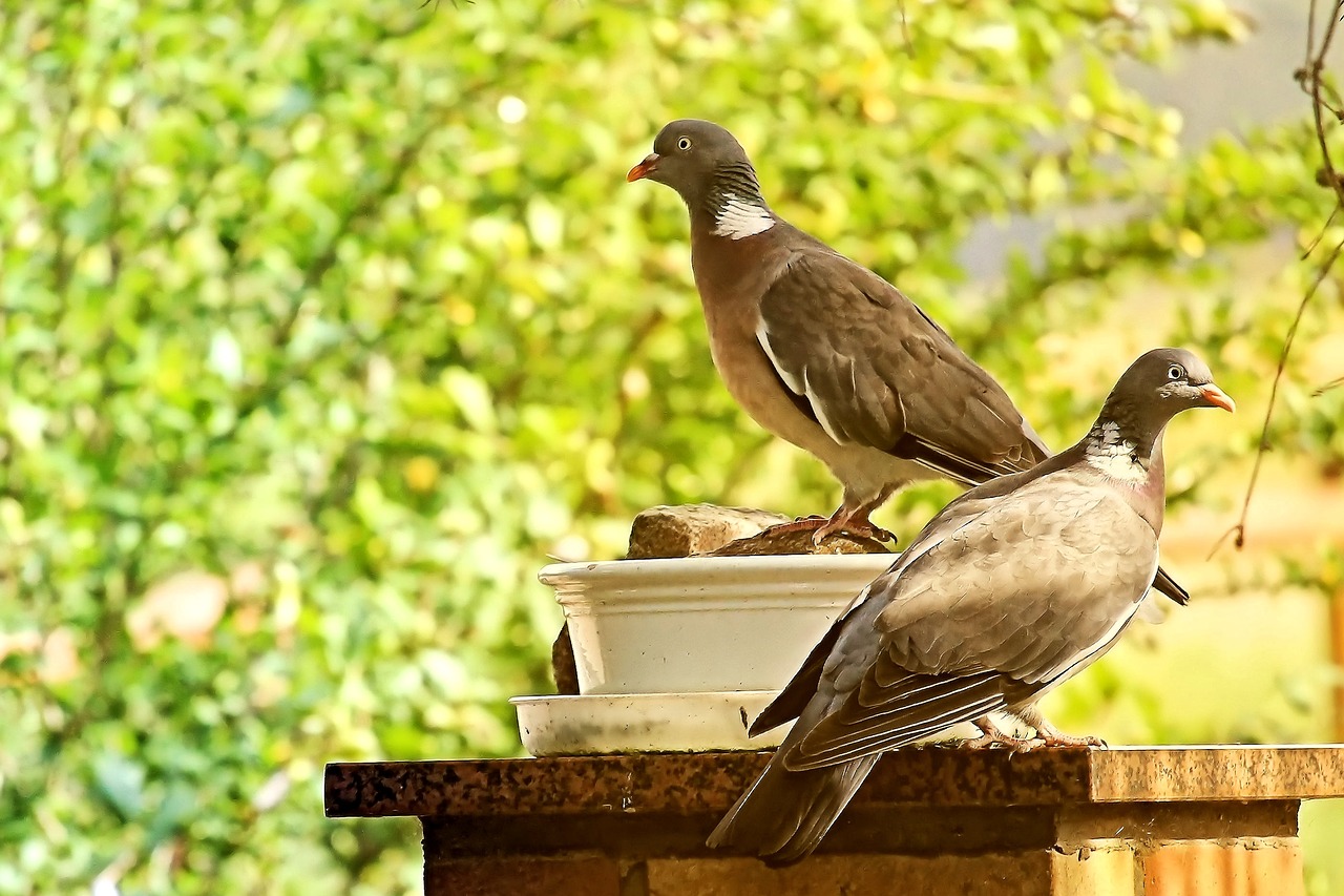 pigeons birds evening sun free photo