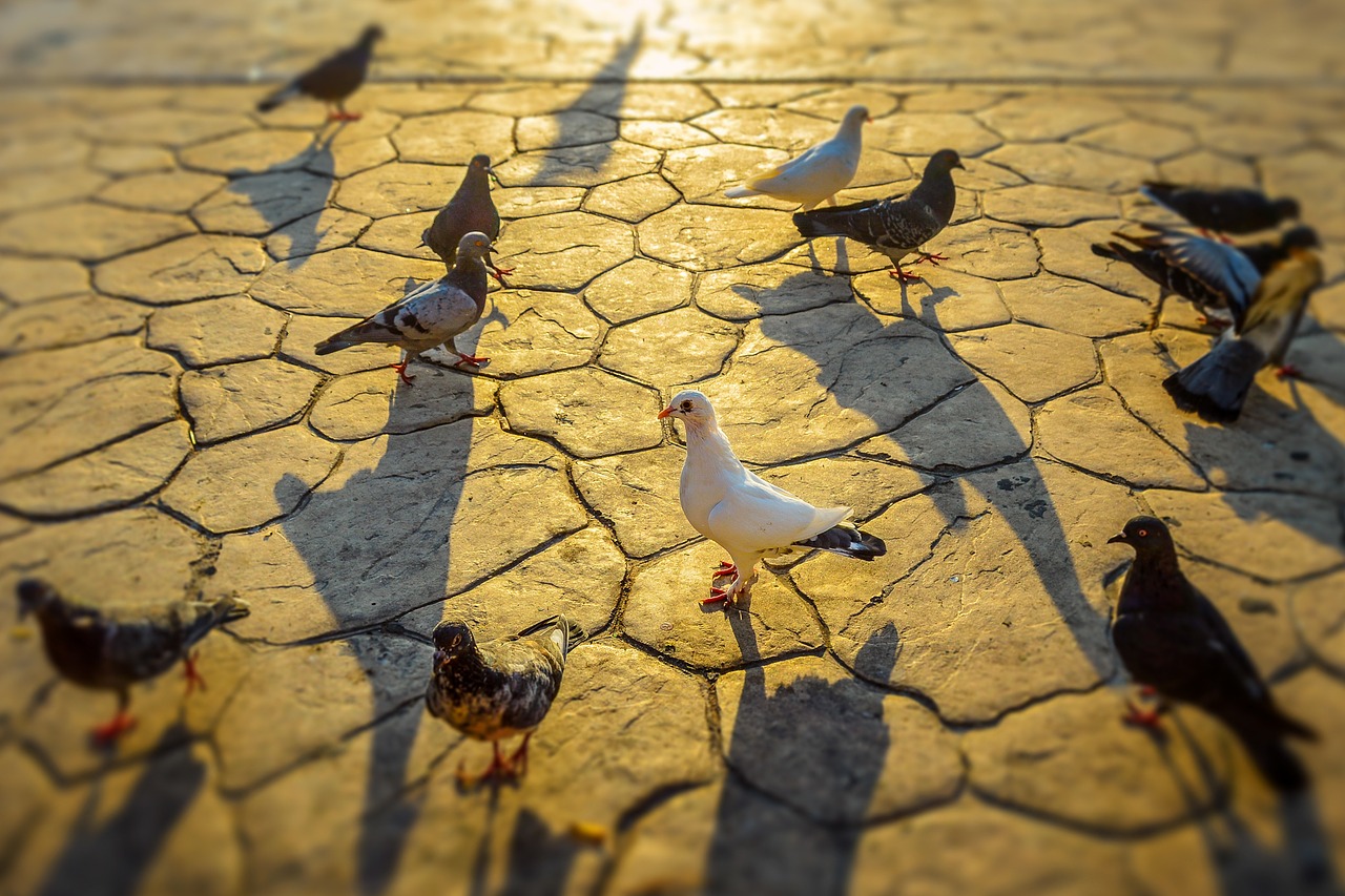 pigeons birds nature free photo