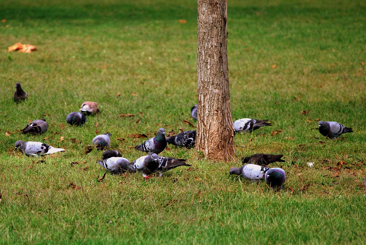 pigeons bird eat free photo