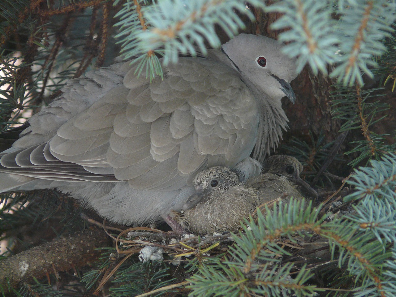 pigeons pisklaki family free photo