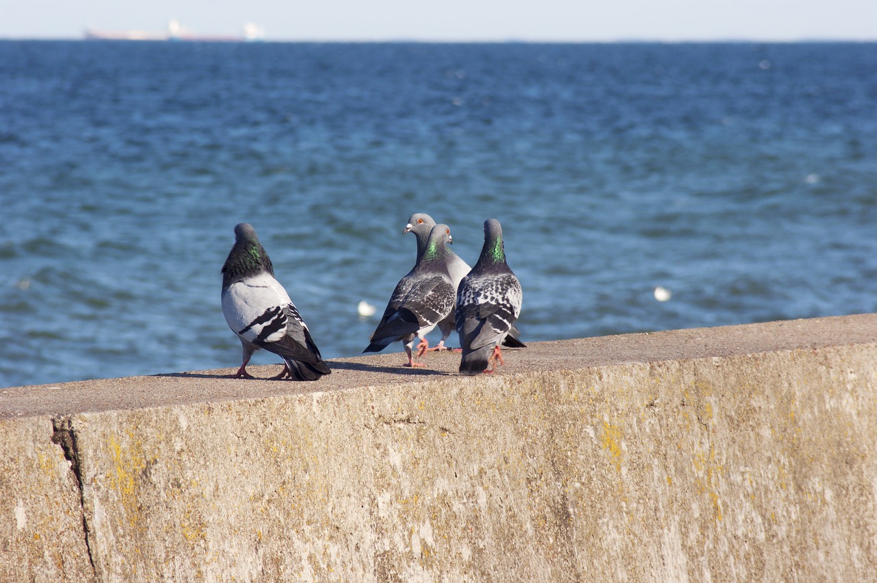 pigeons birds dove free photo