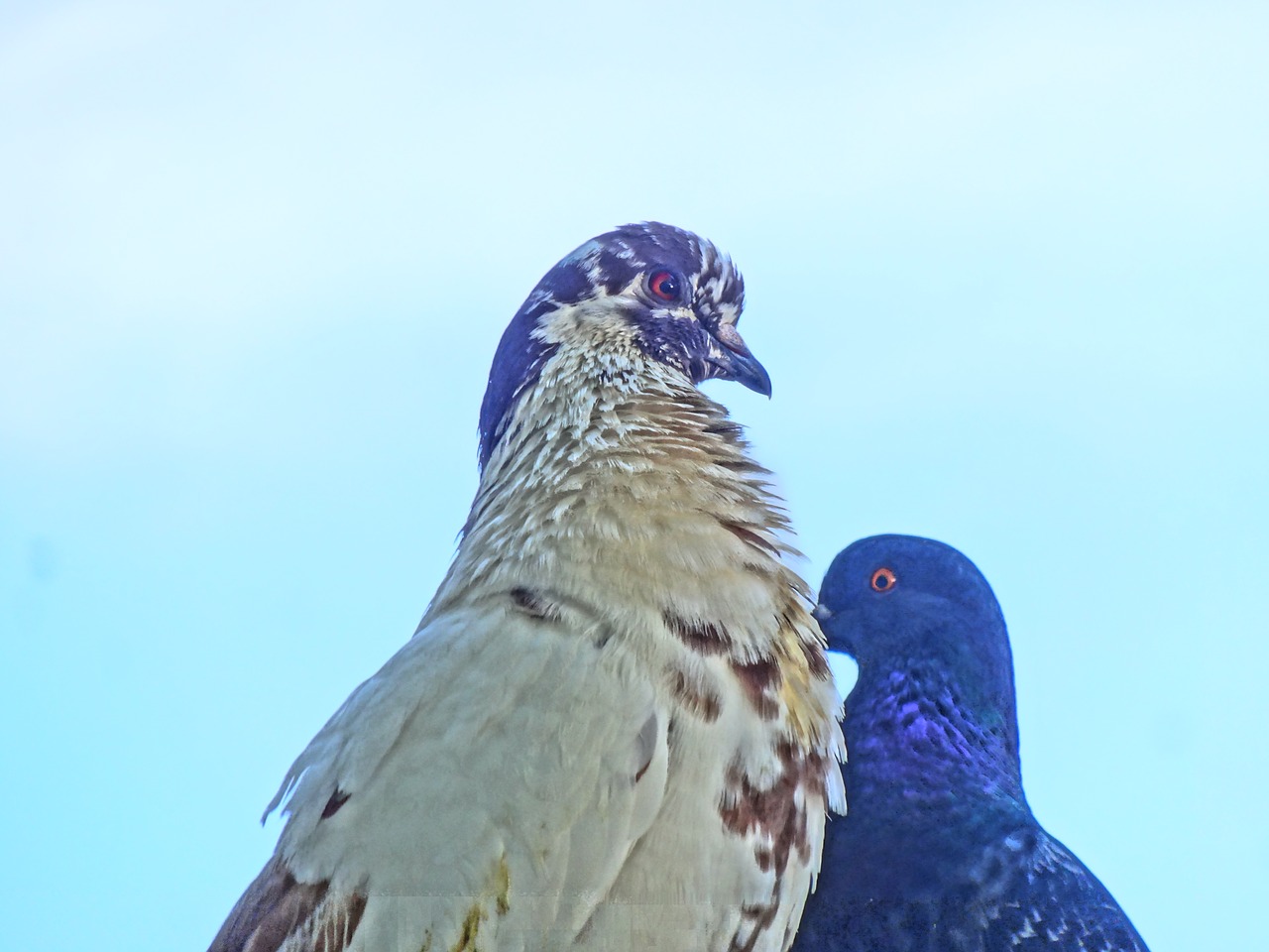 pigeons chicks acapulco free photo