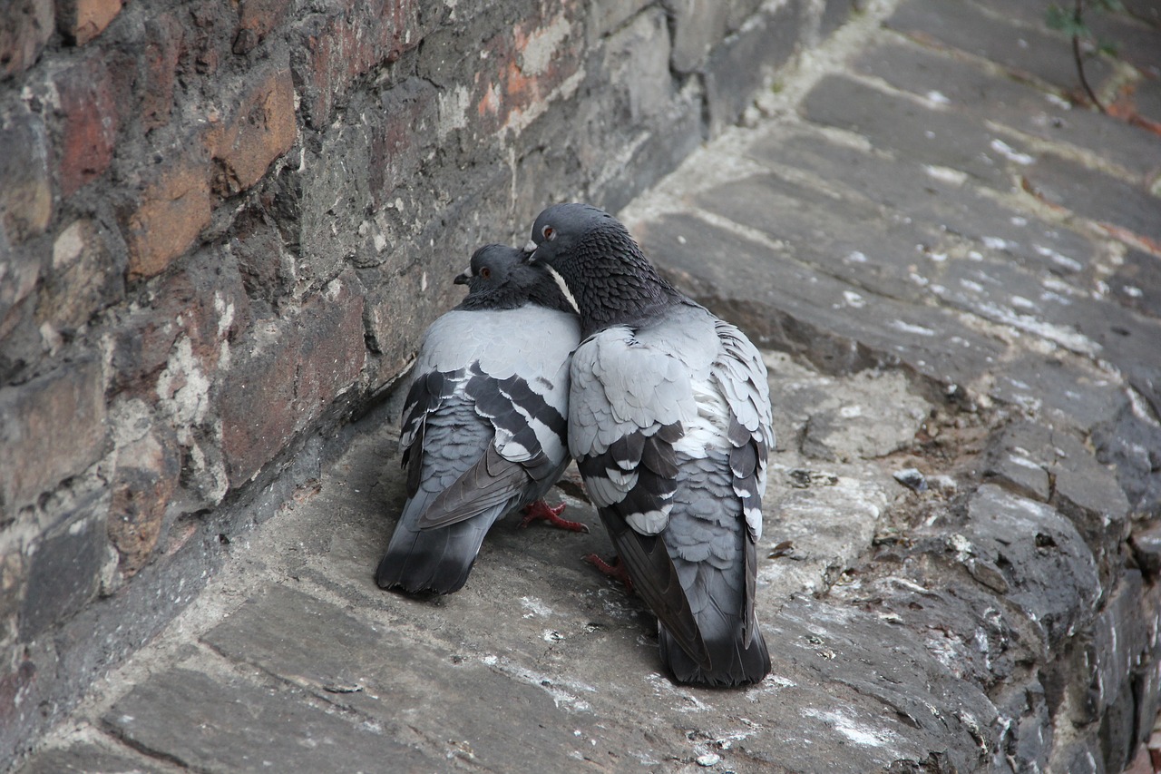 pigeons love feeling free photo