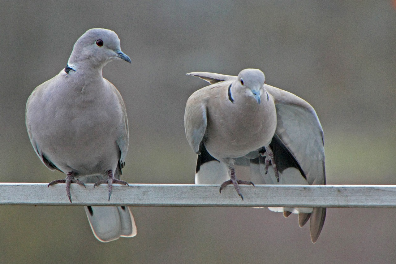 pigeons winter care free photo