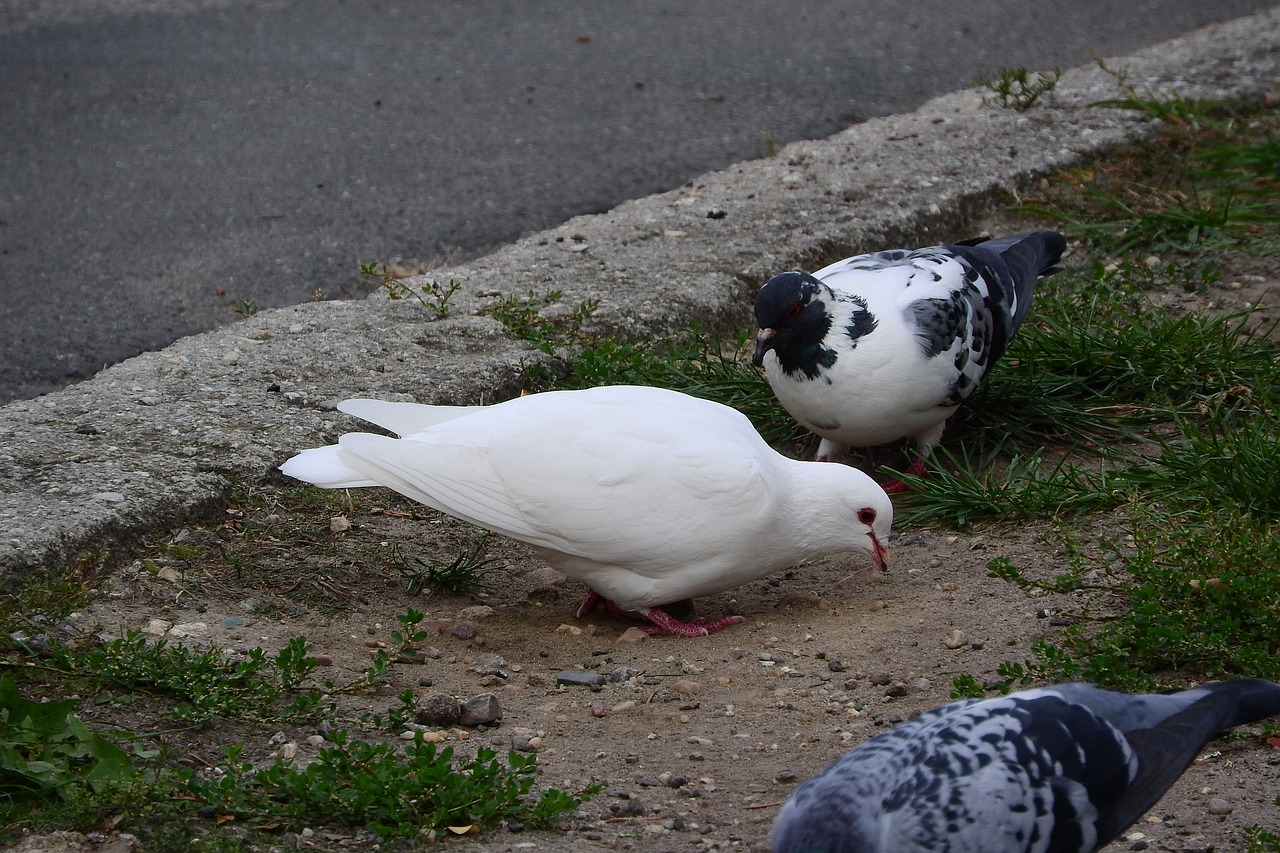 pigeons dove white dove free photo