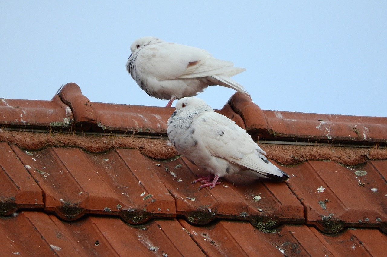 pigeons dove white dove free photo