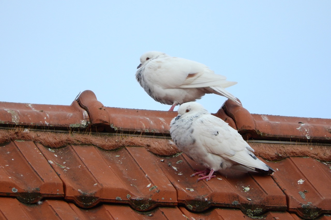 pigeons the breeding of pigeons dove free photo