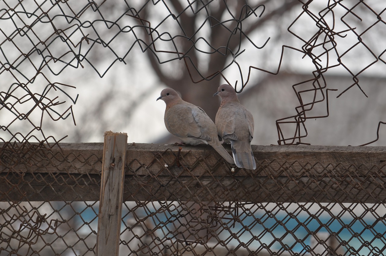 pigeons love sky free photo