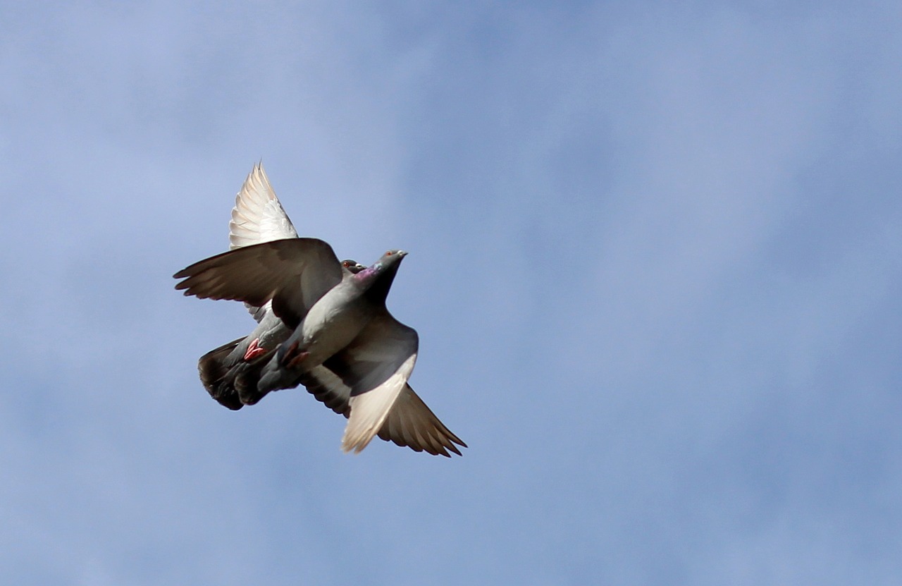 pigeons flight synchronously free photo