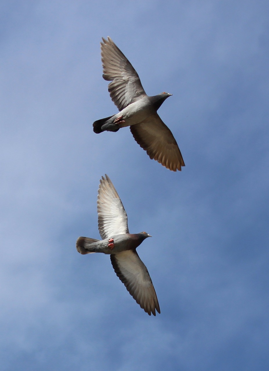 pigeons flight synchronously free photo