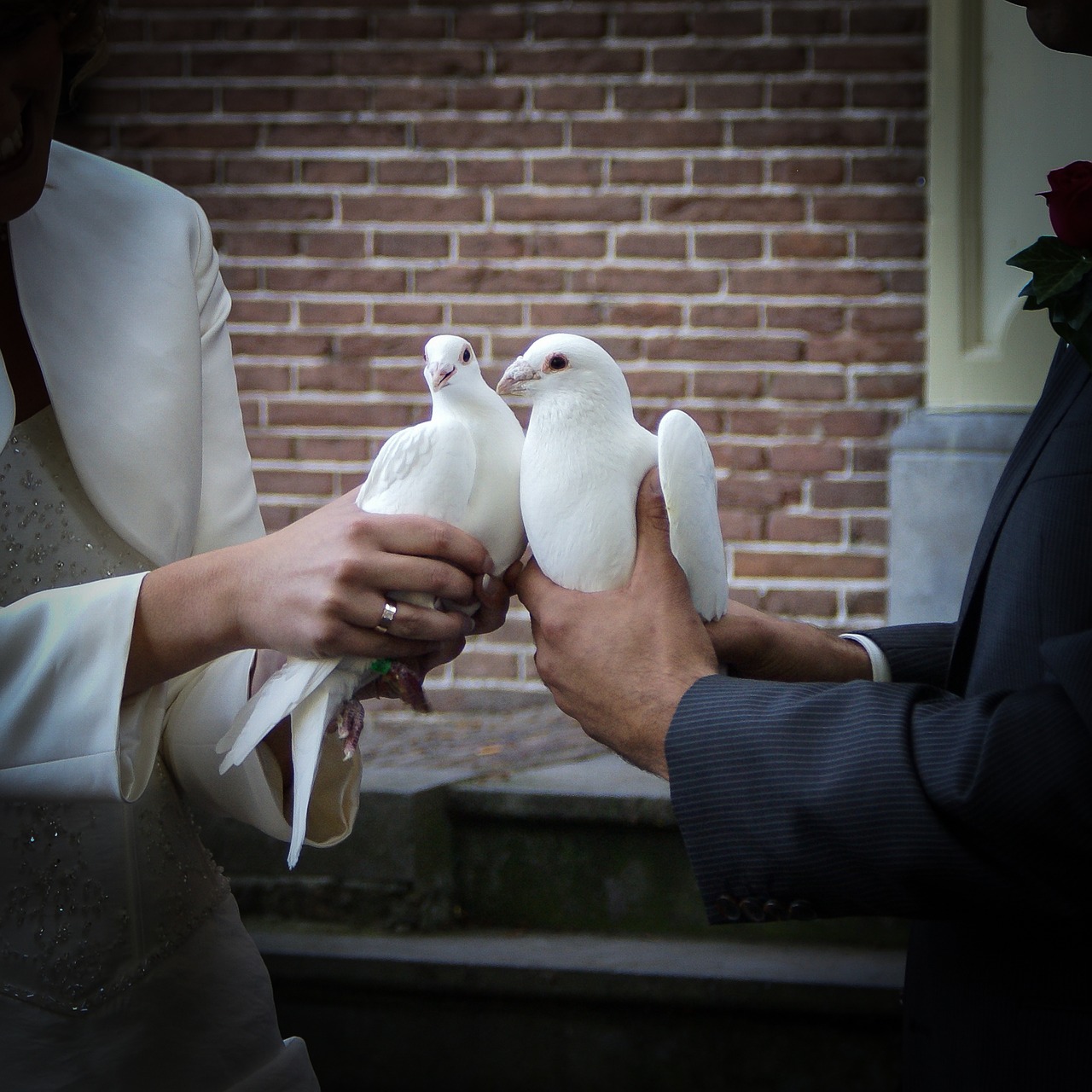 pigeons wedding getting married free photo