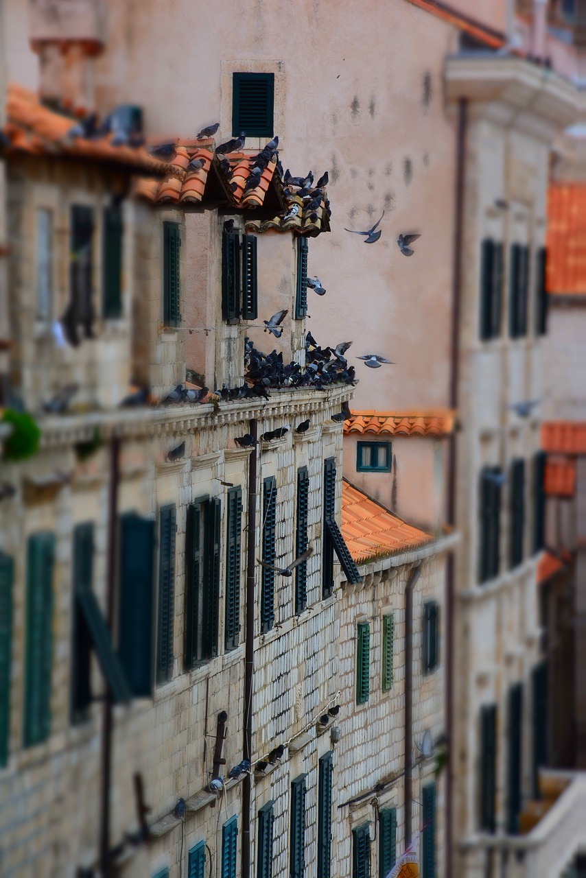 pigeons dubrovnik old town free photo