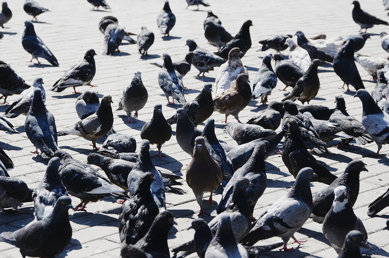 pigeons bird city free photo