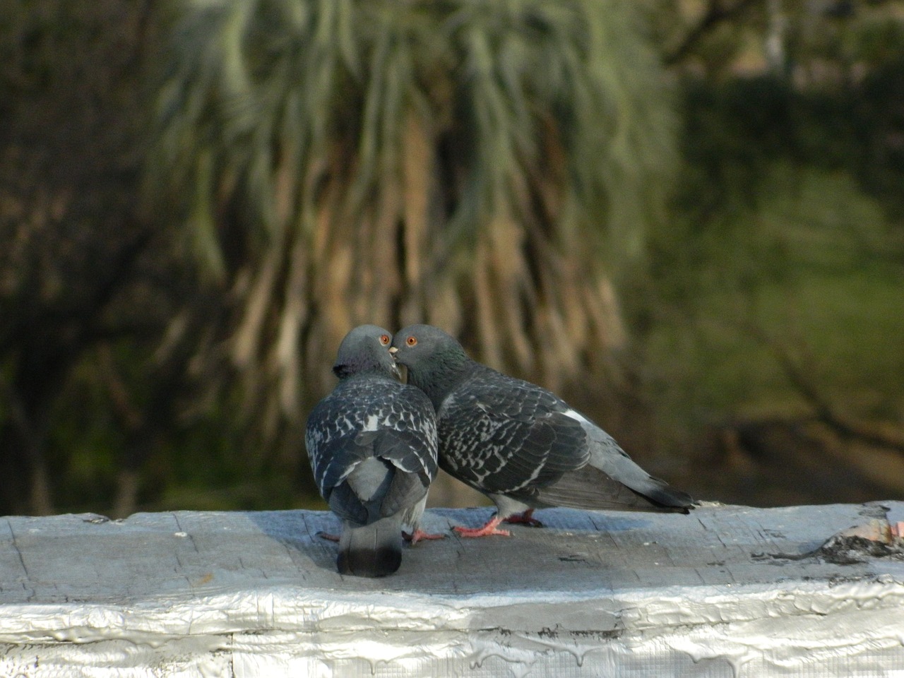 pigeons love free pictures free photo