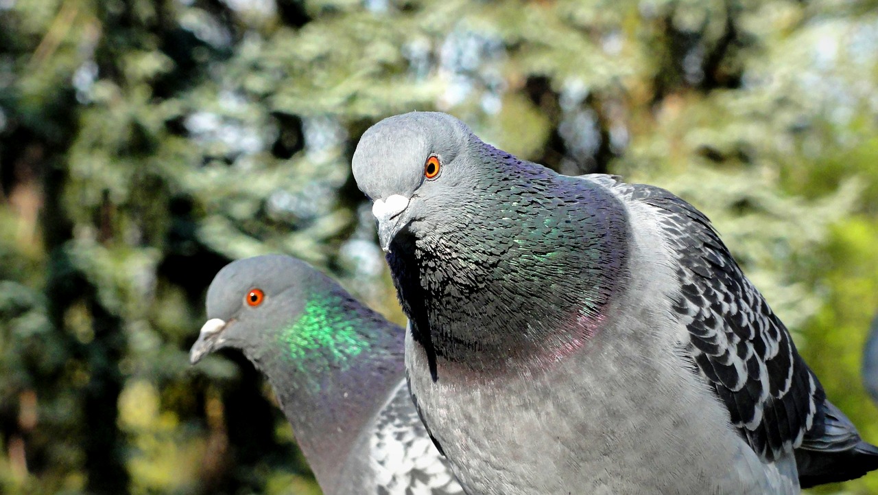 pigeons birds dove free photo
