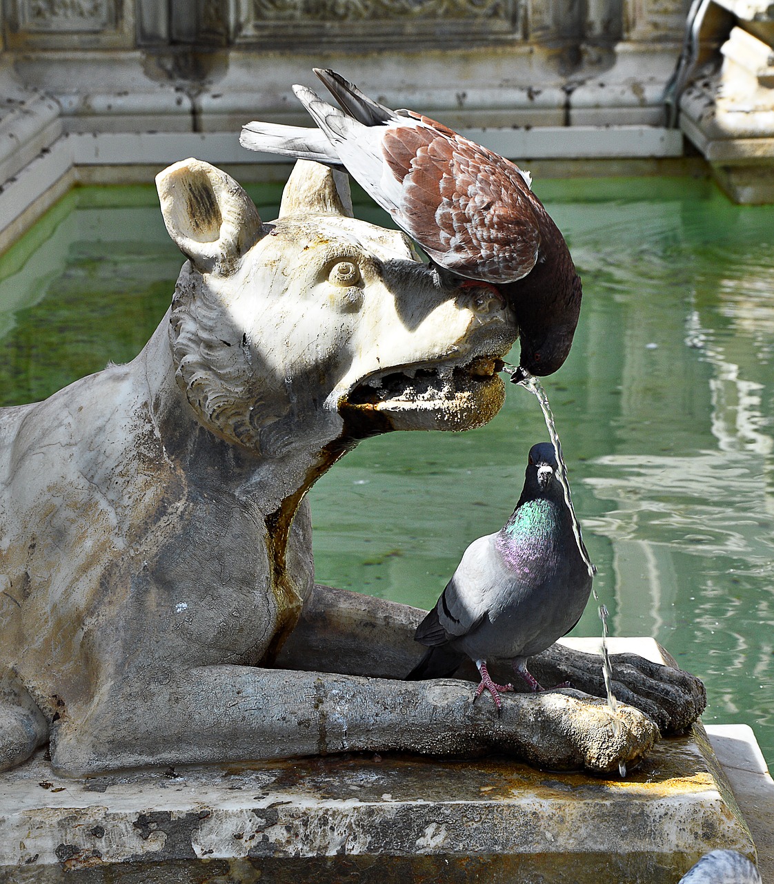 pigeons drink fountain free photo