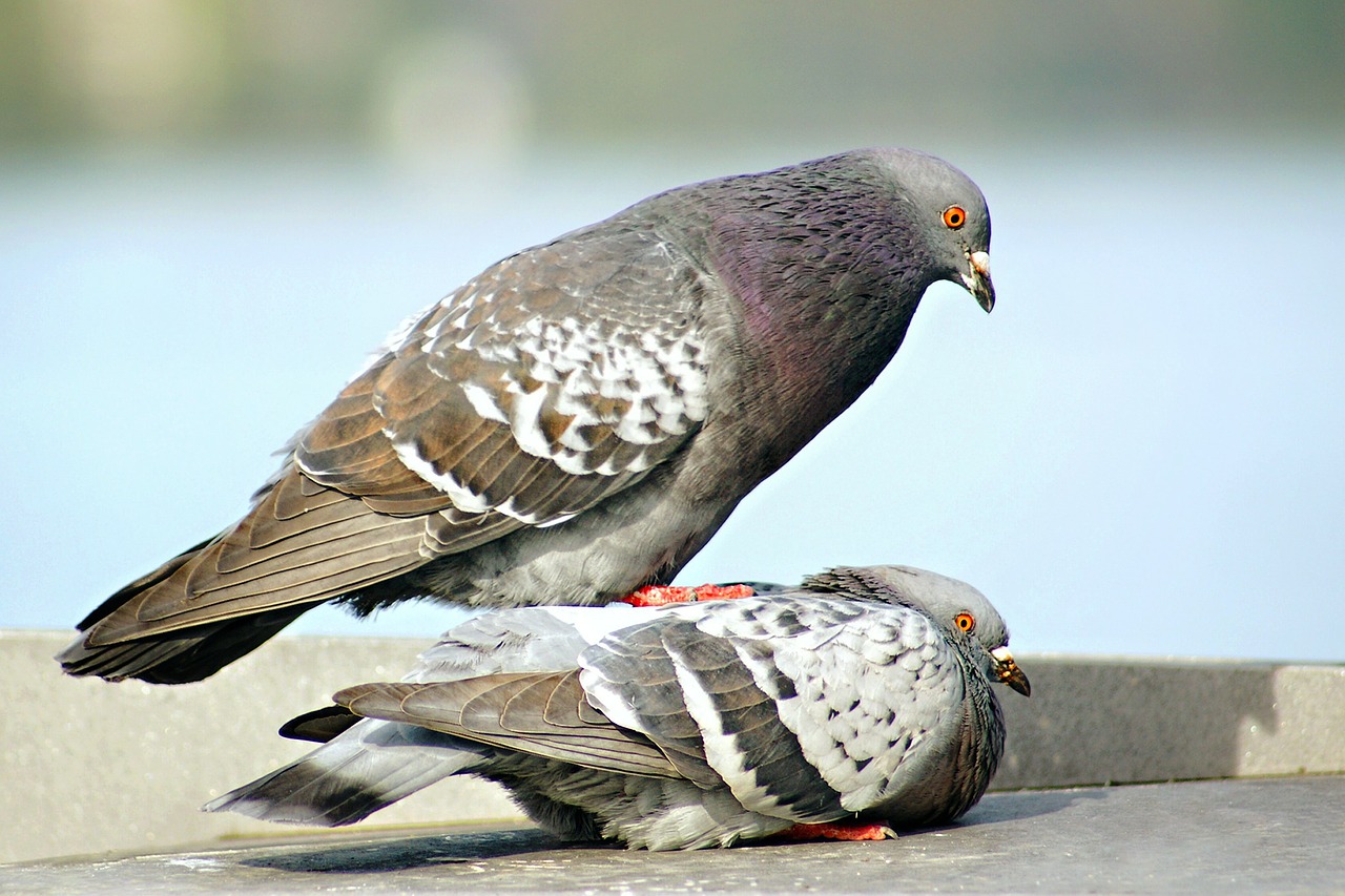 pigeons birds stand free photo