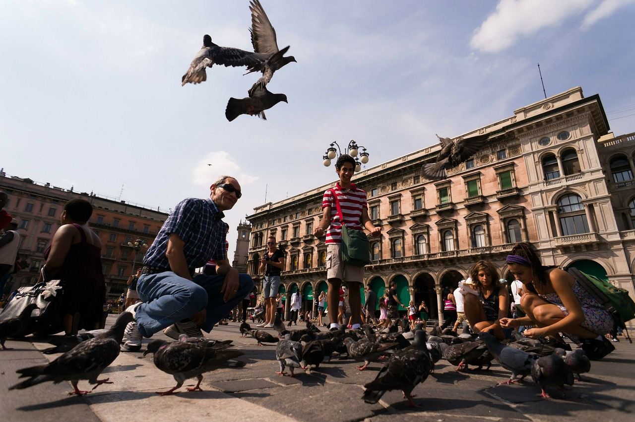 pigeons marketplace milan free photo