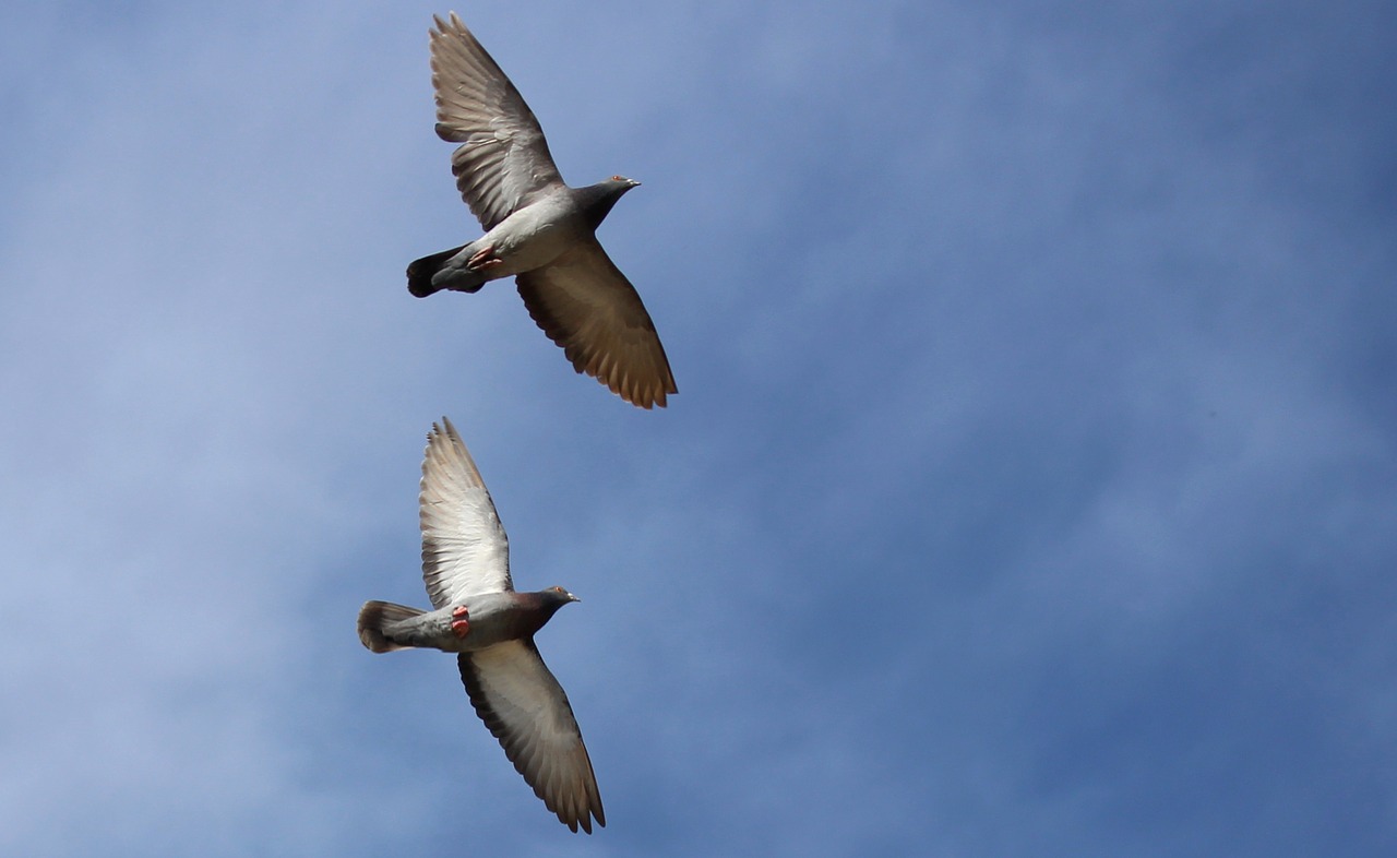 pigeons pair flight free photo