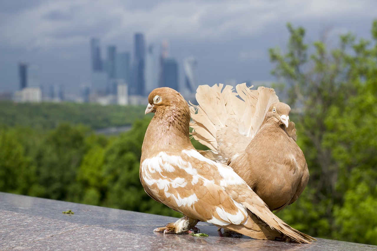 pigeons moscow city megalopolis free photo